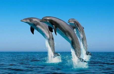 Dolphins in Ocho Rios