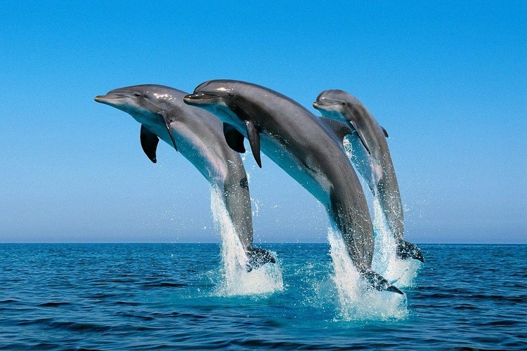 Dolphins in Ocho Rios